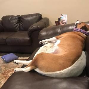 Meet your Posher, Desi